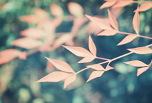 门兴快速射手：草蓝赢得关键战火